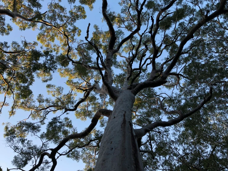 a tall tree is seen in the trees