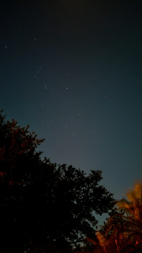 the night sky with stars above a row of trees