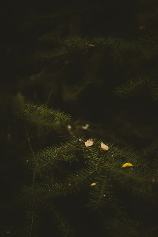 a black teddy bear is nestled between the nches of a fir tree