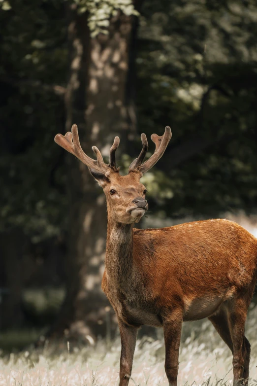 a brown deer with antlers standing in the grass