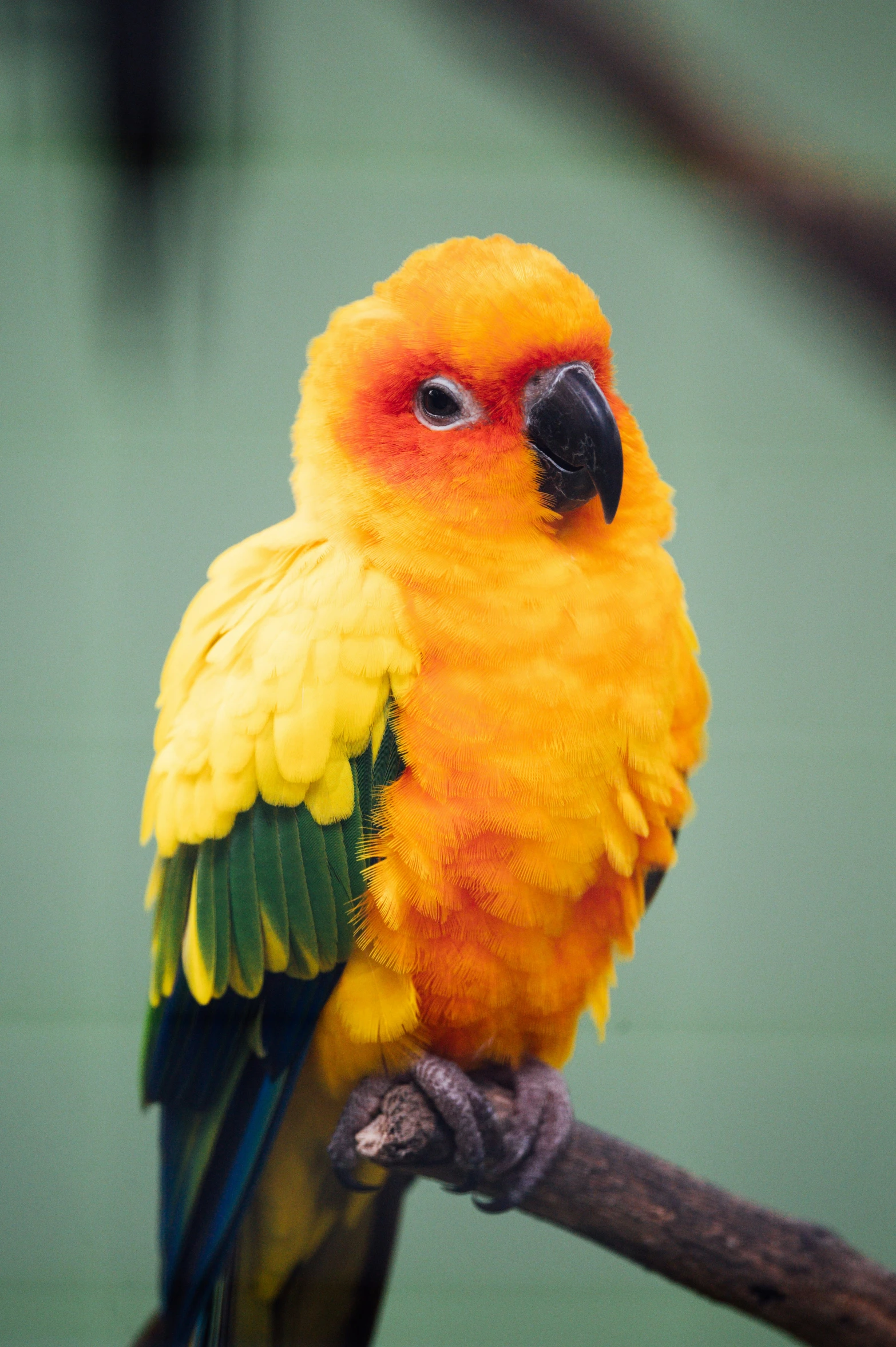 the brightly colored bird is standing on a limb