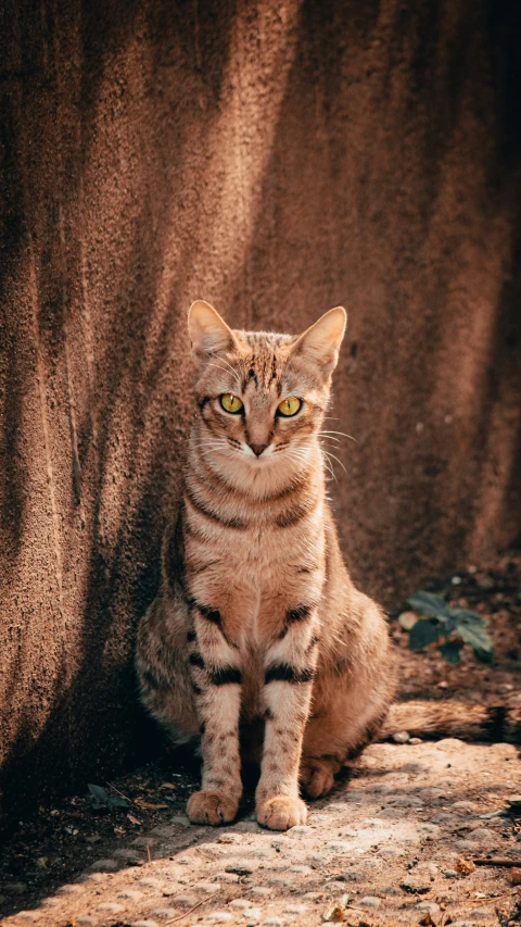 a striped cat sitting in front of a large wall