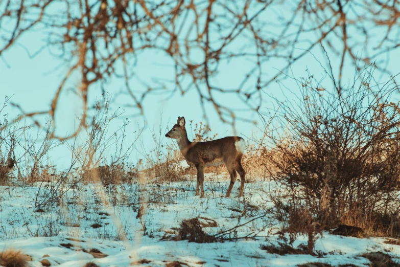 a deer is standing in a snowy field