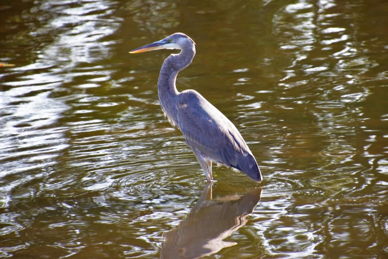 a large bird standing in the water and staring at the camera