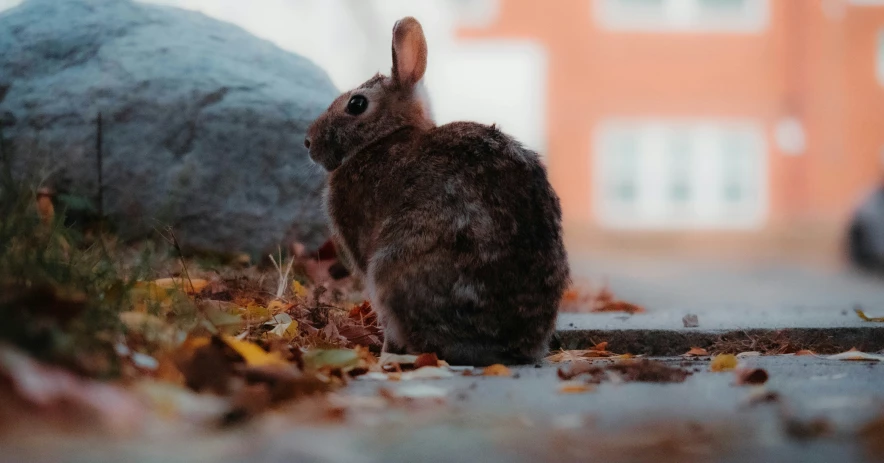 a small rabbit is sitting outside by itself