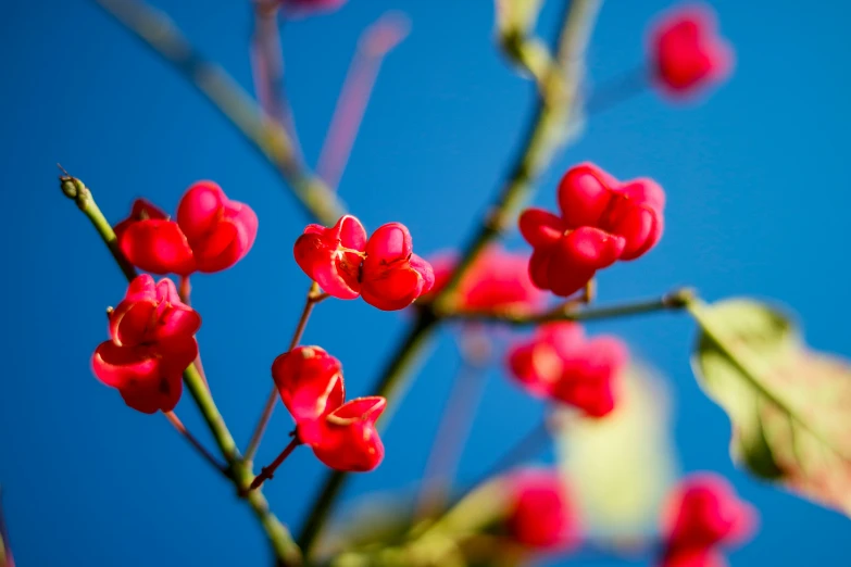 bright red flowers hang from a nch under blue sky