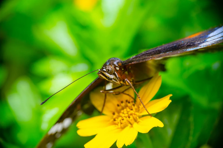 there is a black and orange insect that is on the flower