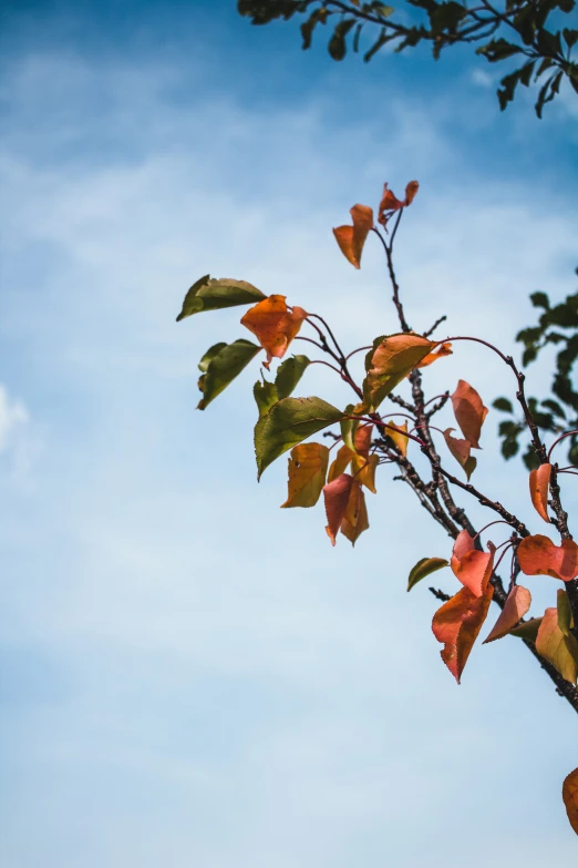 an orange leaves in the center of the image