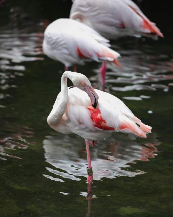 pink flamingos stand in the water with their heads turned