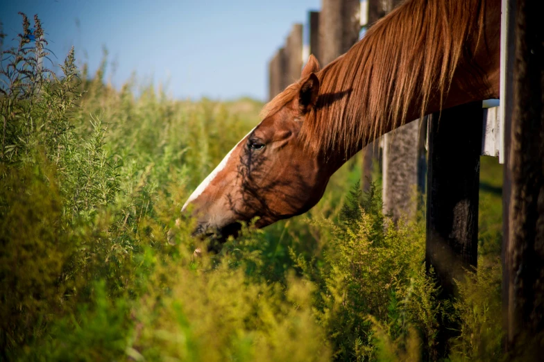 a horse eating grass from behind a fence