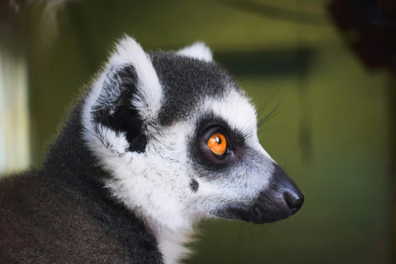 a close up of a animal with a blurred background