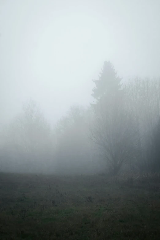 a foggy field with some sheep on the grass