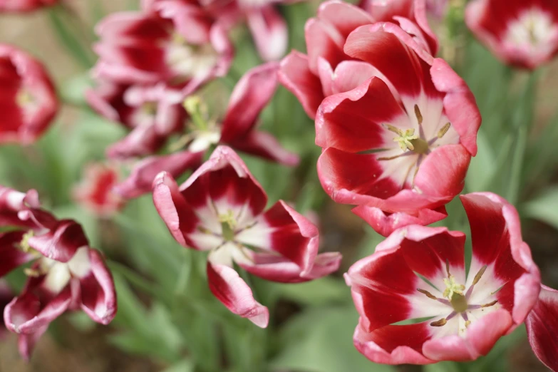 red flowers that are in a flower pot