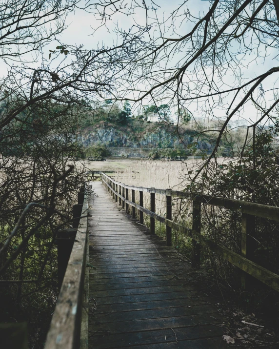 a wooden walkway with lots of trees on both sides of it