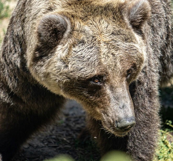 a brown bear standing in a grassy area