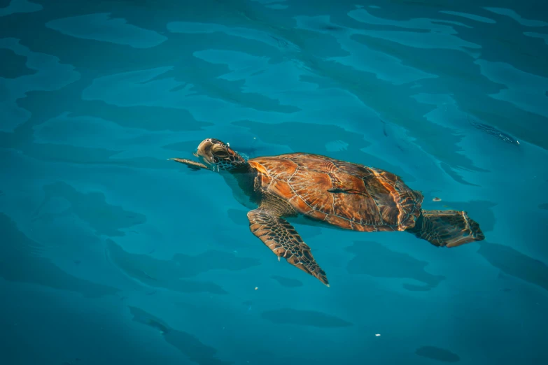 a turtle floating in a body of water