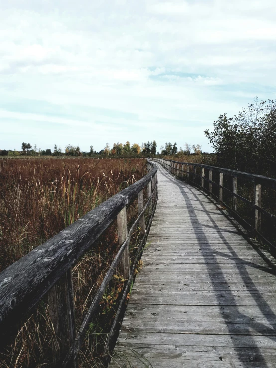 a boardwalk in a marsh with long grass