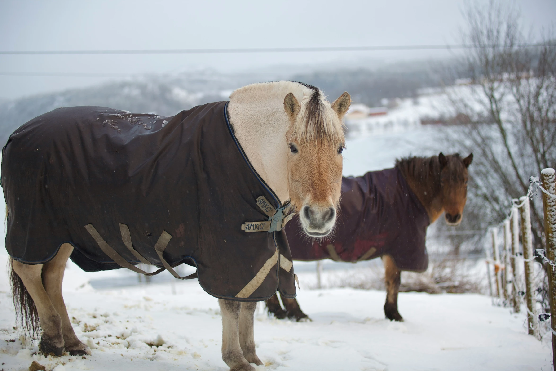 two horses standing together in the snow