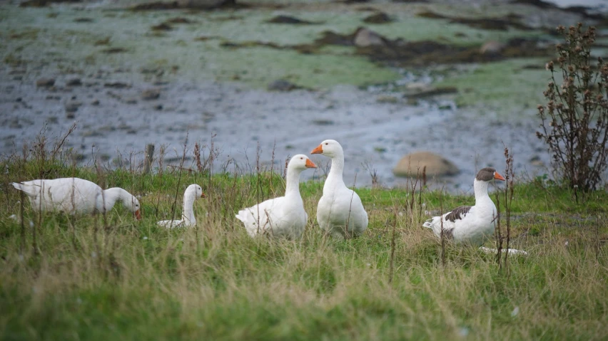 ducks are sitting in a grassy field by the water