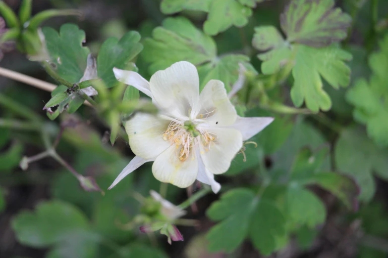 a flower that is growing out of some green leaves