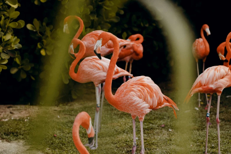 several pink flamingos standing in a green field