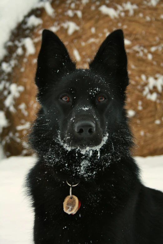 a black dog looking at the camera in a snow covered landscape