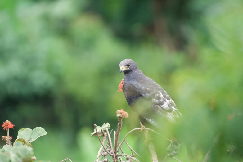 a bird perched on top of a tree next to a flower