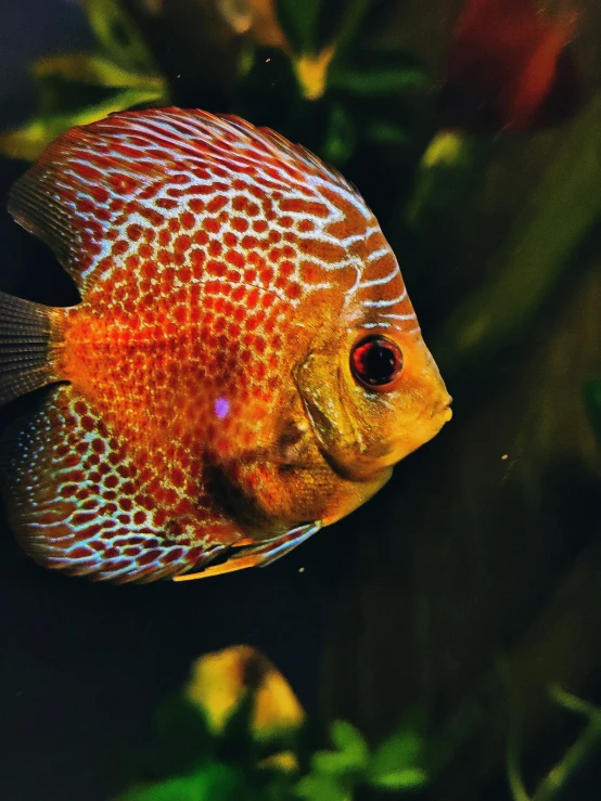 a red and white fish in the water