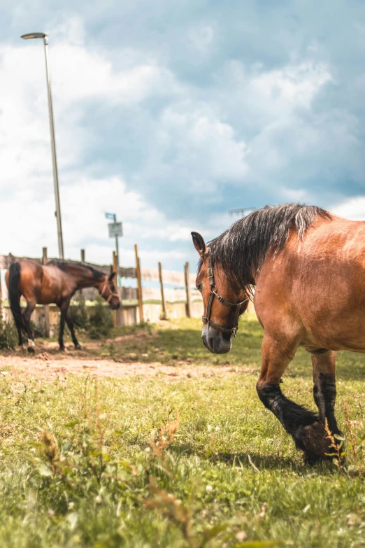 several horses in a field of grass on a cloudy day