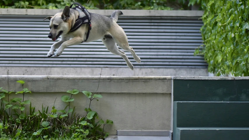 a dog jumping up to the sky on a skateboard