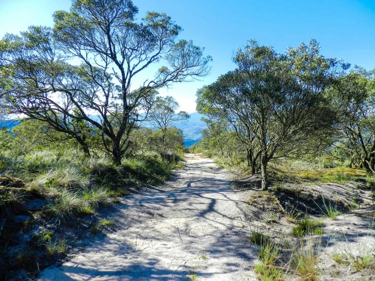 an empty dirt path that is winding through trees