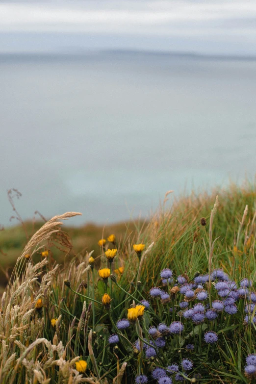 flowers along the roadside of an overlook overlooking the water