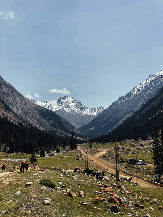 mountain range with many rocks in foreground and grazing cows