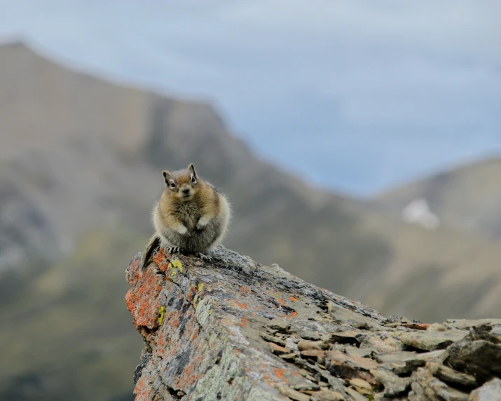 a small rodent sitting on a rock in the wilderness