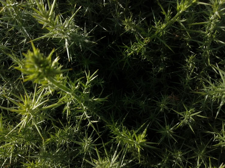 green plants covered in tiny light brown patches of grass