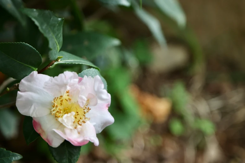 a white and pink rose sitting on top of a tree