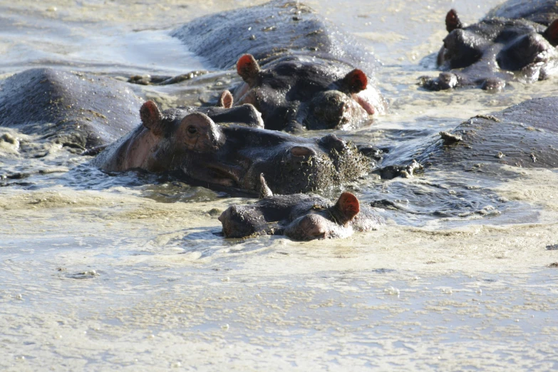 an elephant with very large heads swimming in some water