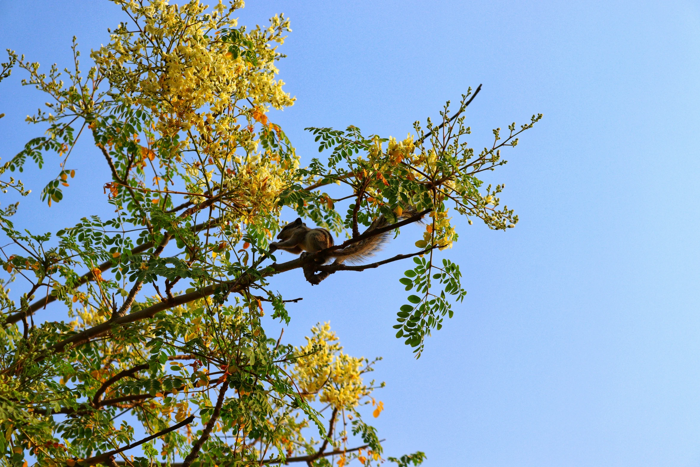 a bird sitting on top of a leaf filled tree nch