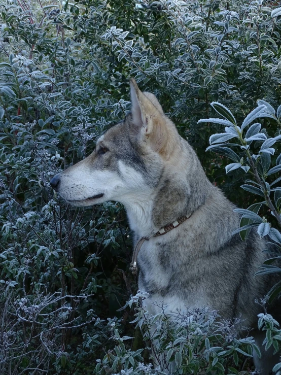 a gray wolf is sitting in the grass