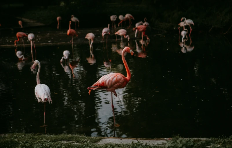 there are many pink flamingos in the water