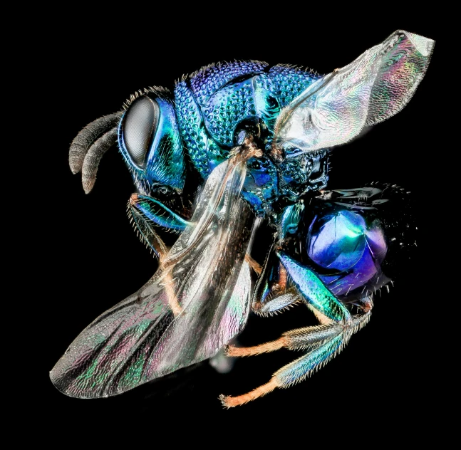 a blue, black and grey insect on black background