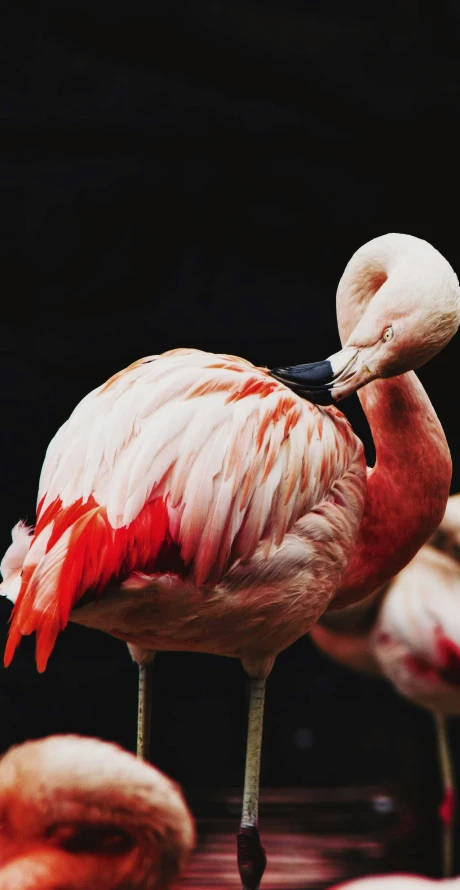 a close up of flamingos with one being pecked at