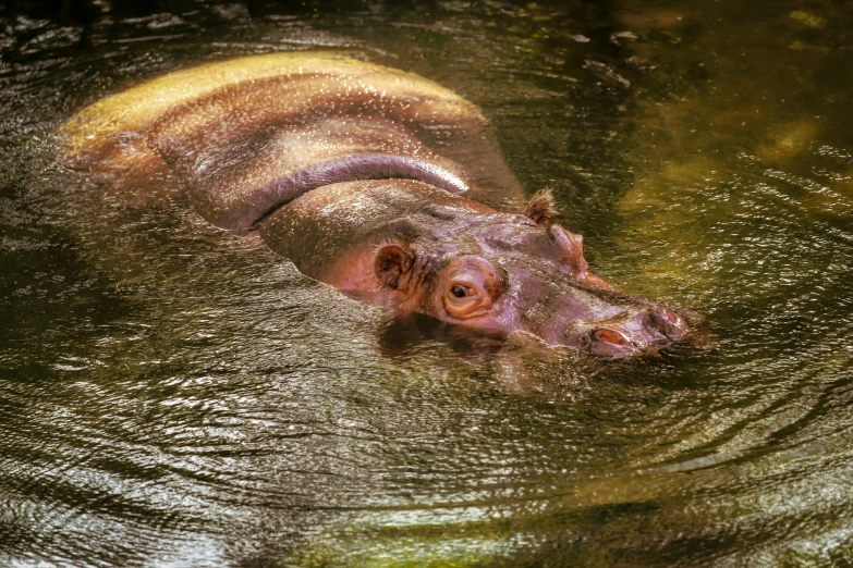 the hippopotamus in the water seems to be looking for food