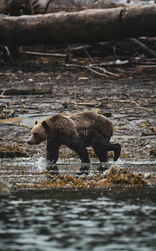 a brown bear walking across a river next to trees