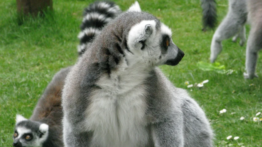 two lemurs on the ground and one looking at soing