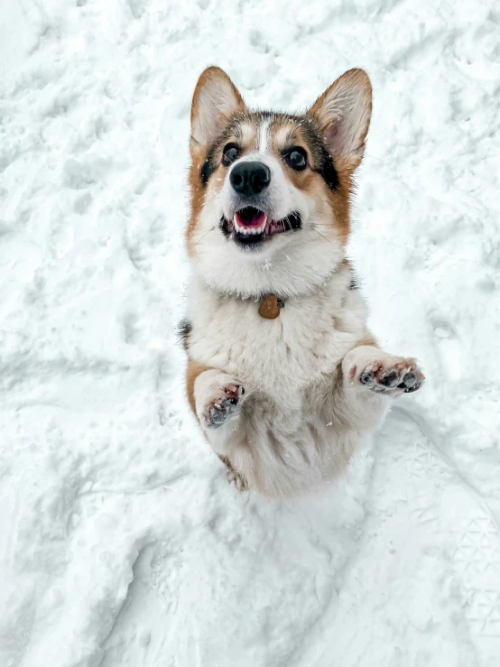 a dog with his paws up on the ground