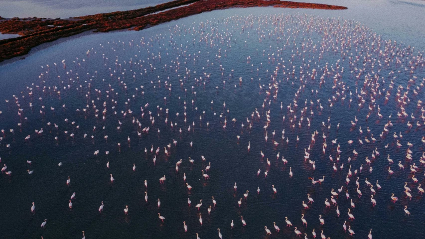 a flock of white birds floating on top of a river