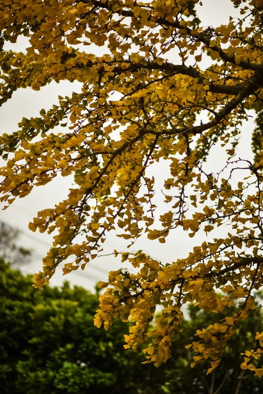 a tree with yellow flowers blowing in the wind