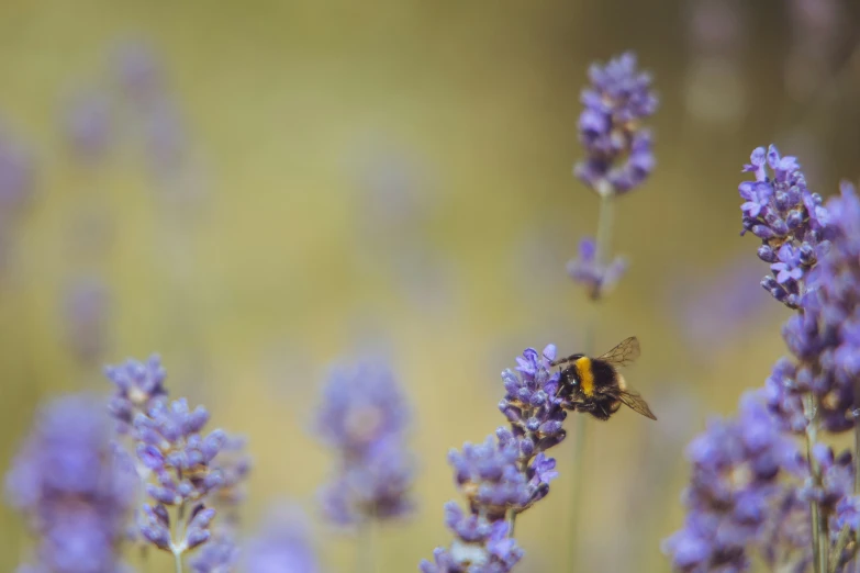 a bee that is on some purple flowers