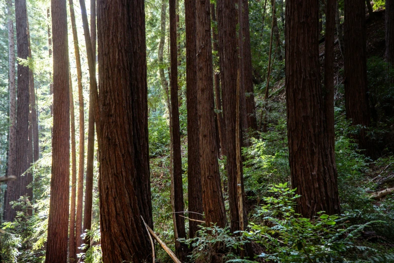 a forest filled with lots of trees in the sun